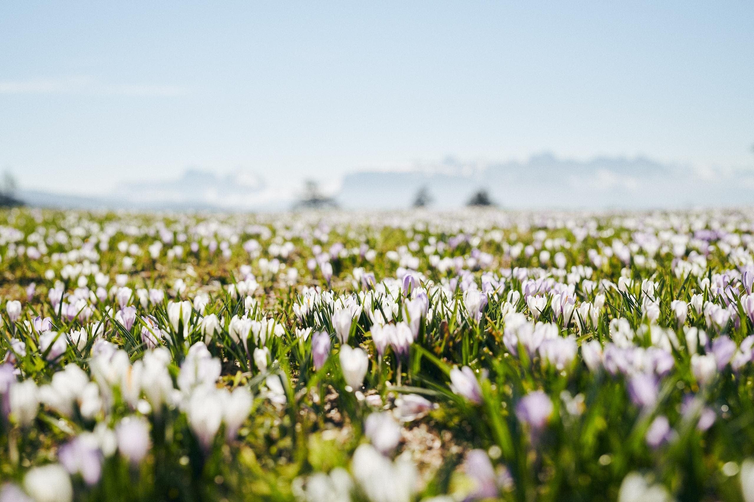Spring crocuses in South Tyrol